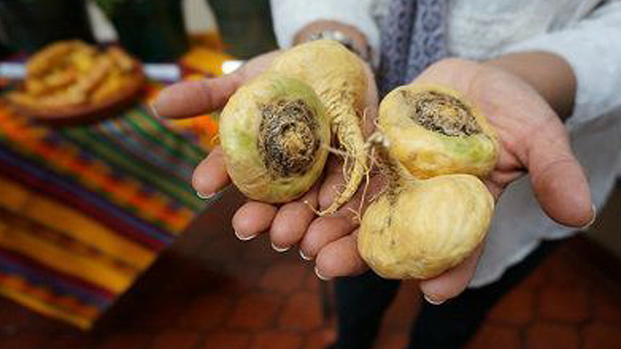 Usos tradicionales de la maca peruana en la cultura peruana